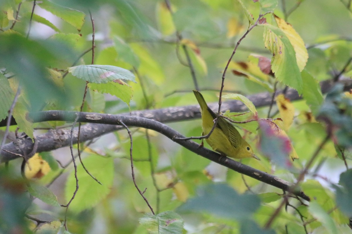 Yellow Warbler - ML624151727