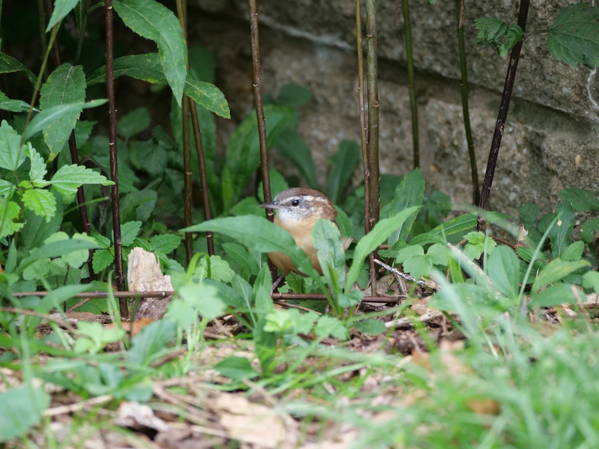 Carolina Wren - ML624151729