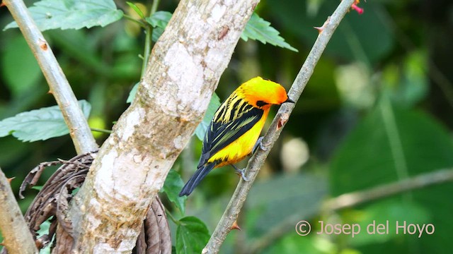 Golden Tanager - ML624151730