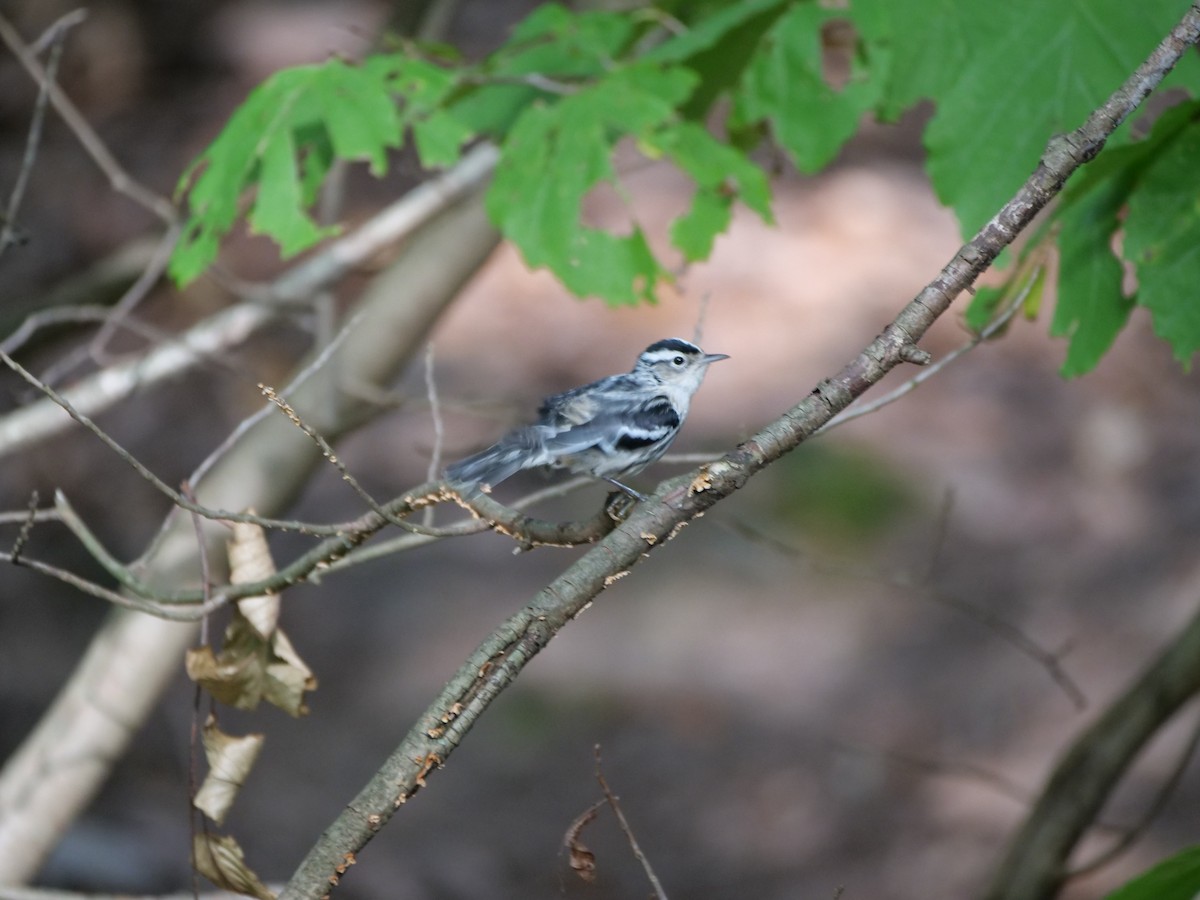 Black-and-white Warbler - ML624151762