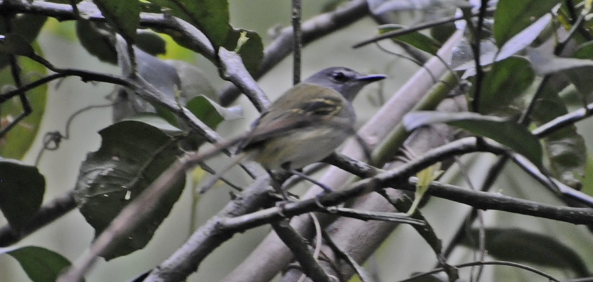 Slate-headed Tody-Flycatcher - ML624151788