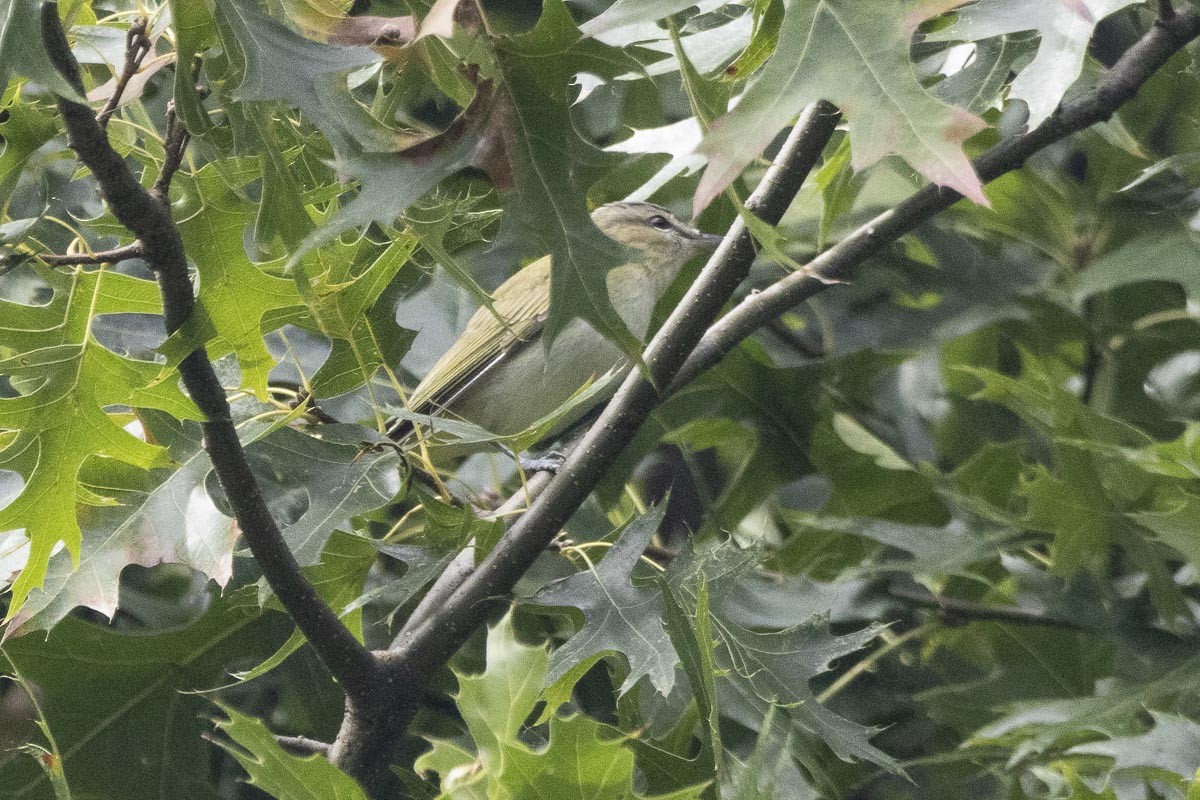 Red-eyed Vireo - ML624151789