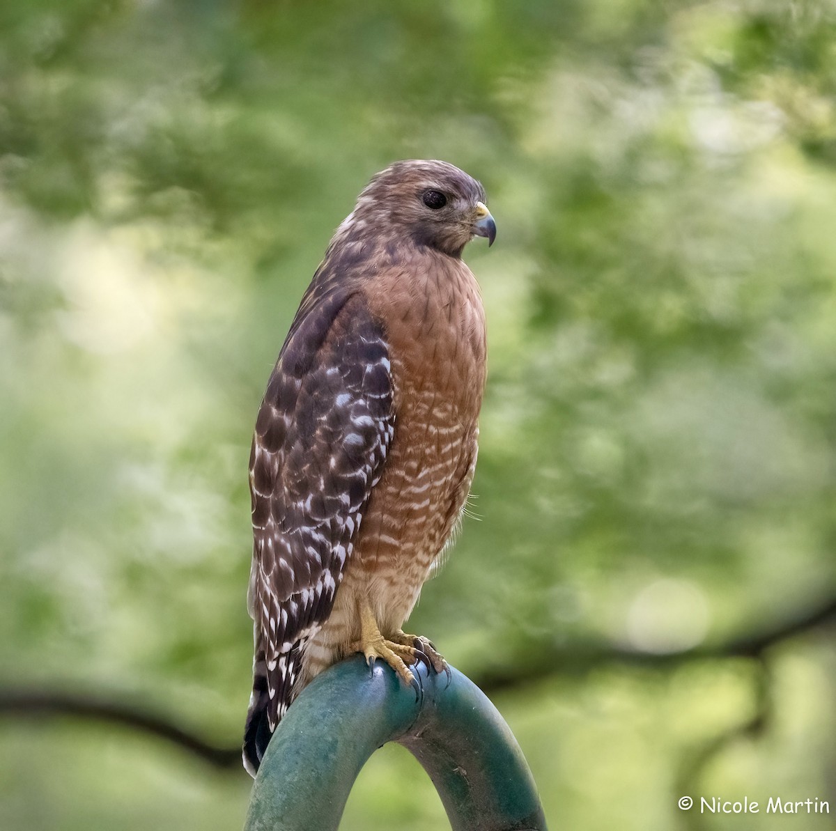 Red-shouldered Hawk - ML624151798