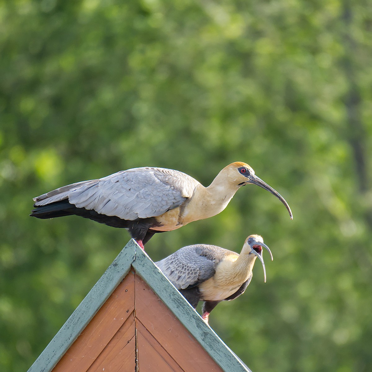 Black-faced Ibis - ML624151863