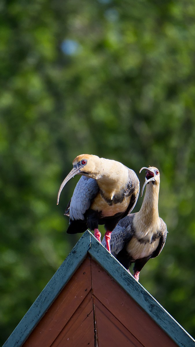 Black-faced Ibis - ML624151864