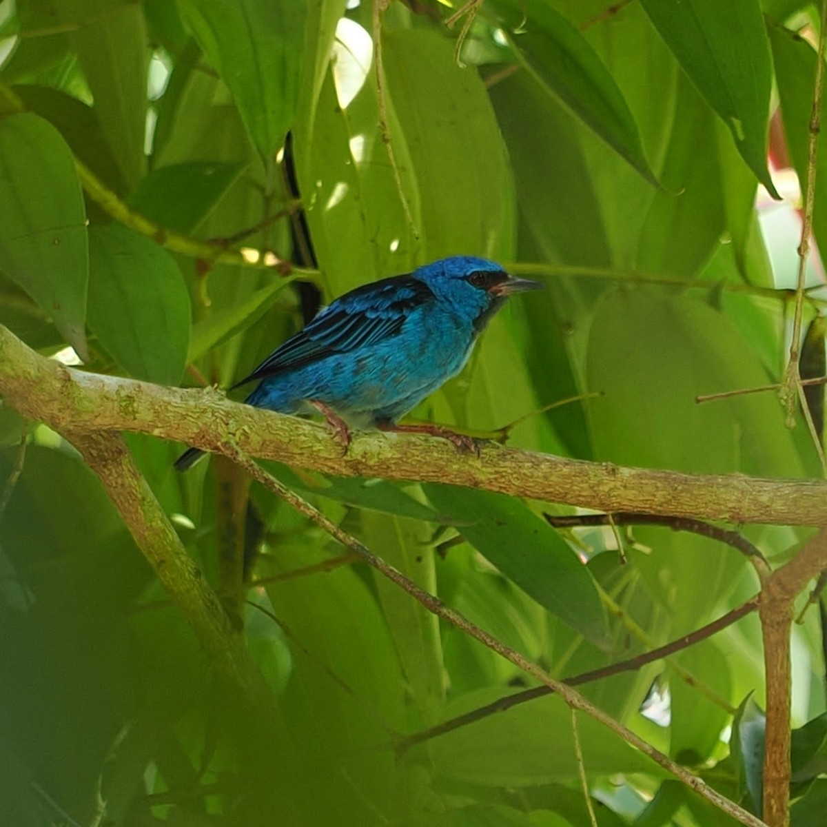 Dacnis bleu - ML624151867