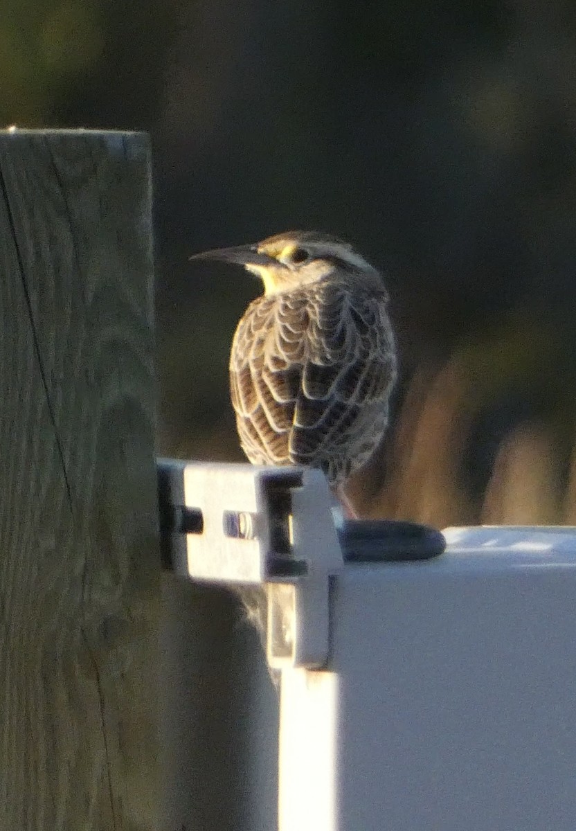 Western Meadowlark - ML624151889