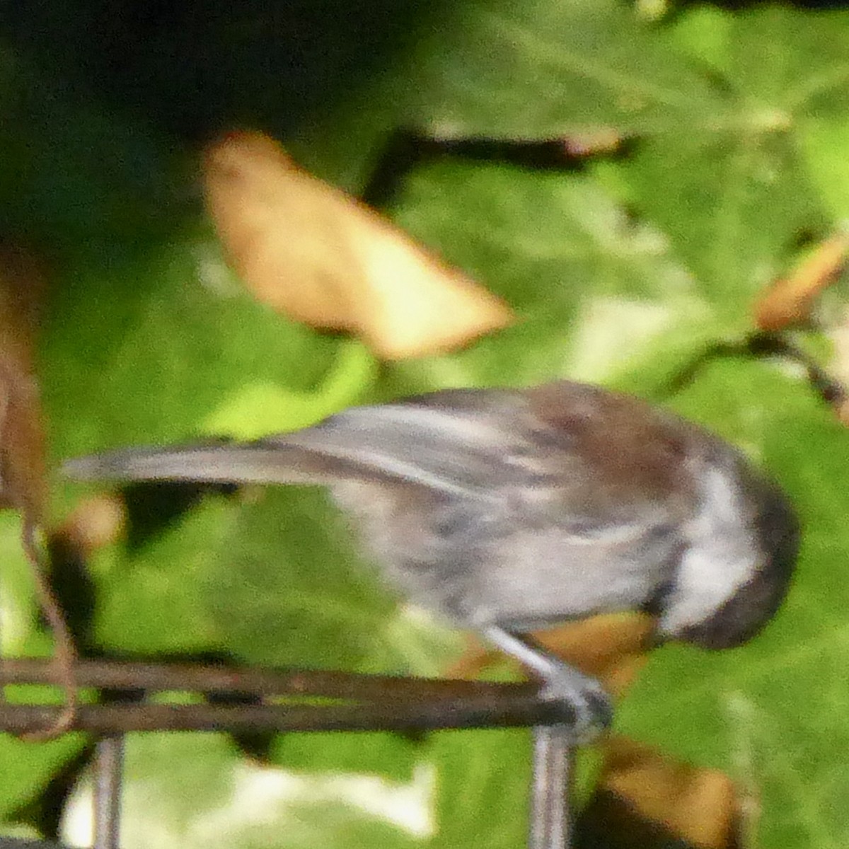 Mésange à dos marron - ML624151911