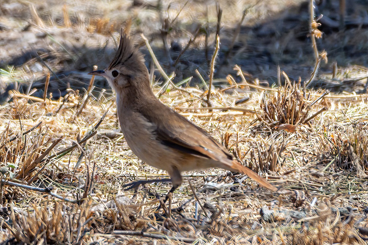 Crested Hornero - ML624152011