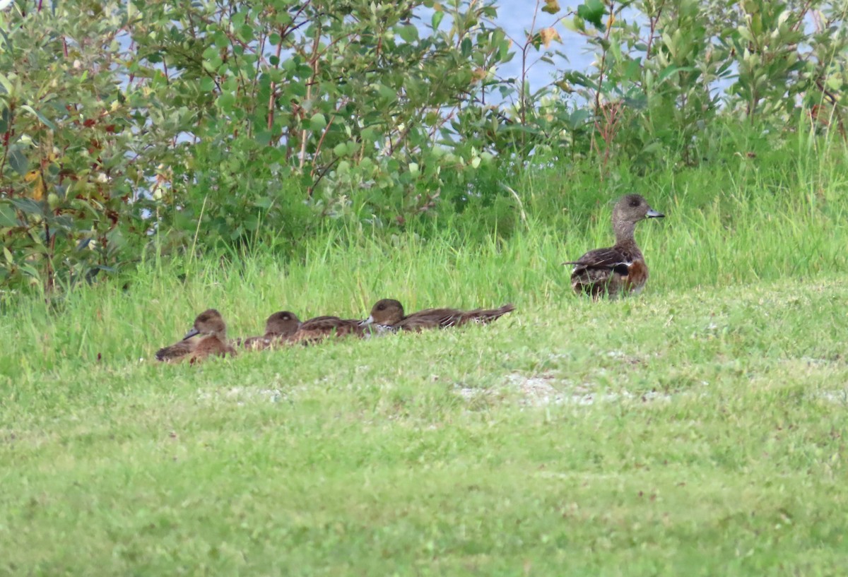 American Wigeon - ML624152014