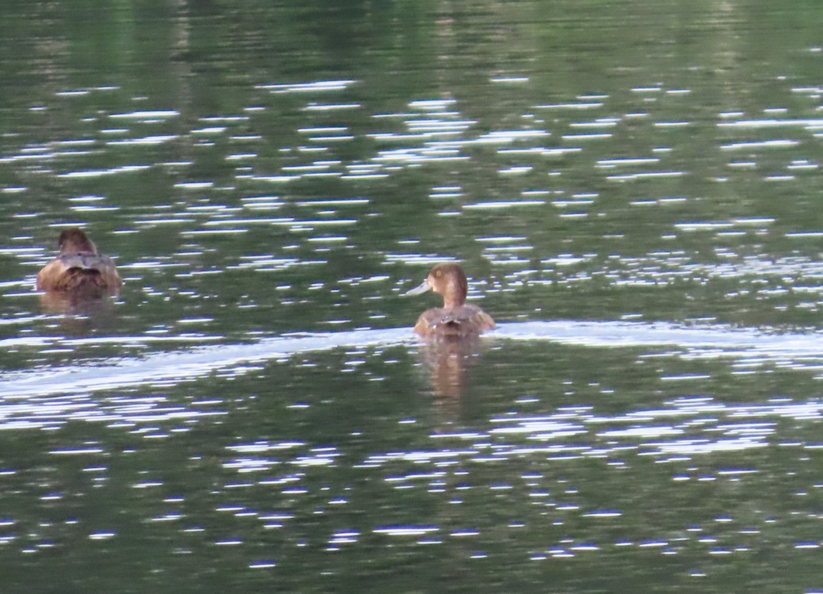 Greater Scaup - ML624152020