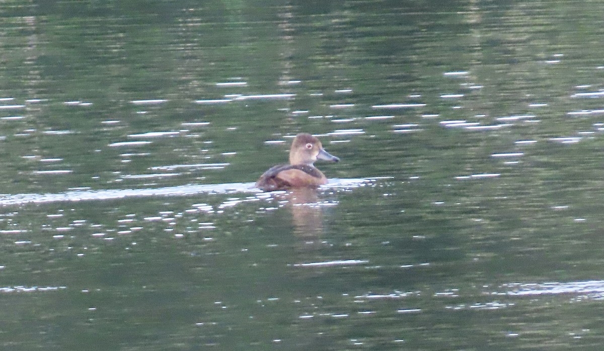 Ring-necked Duck - ML624152024