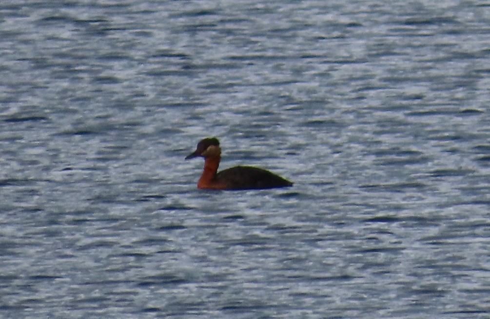 Red-necked Grebe - ML624152038