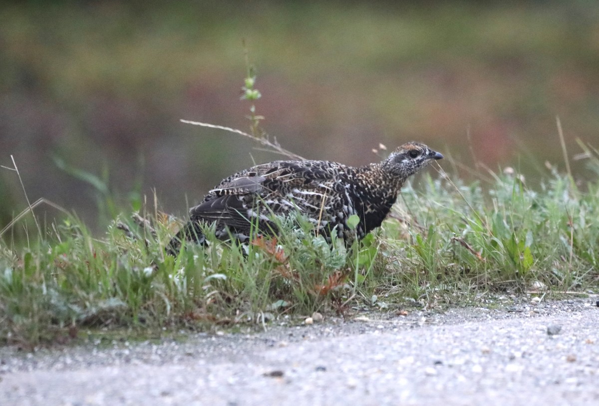 Spruce Grouse - ML624152090