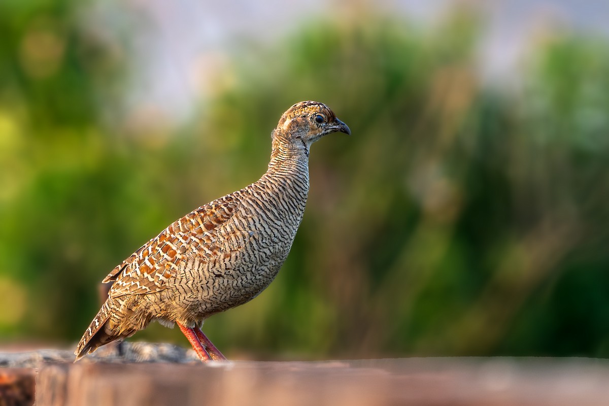 Gray Francolin - ML624152100