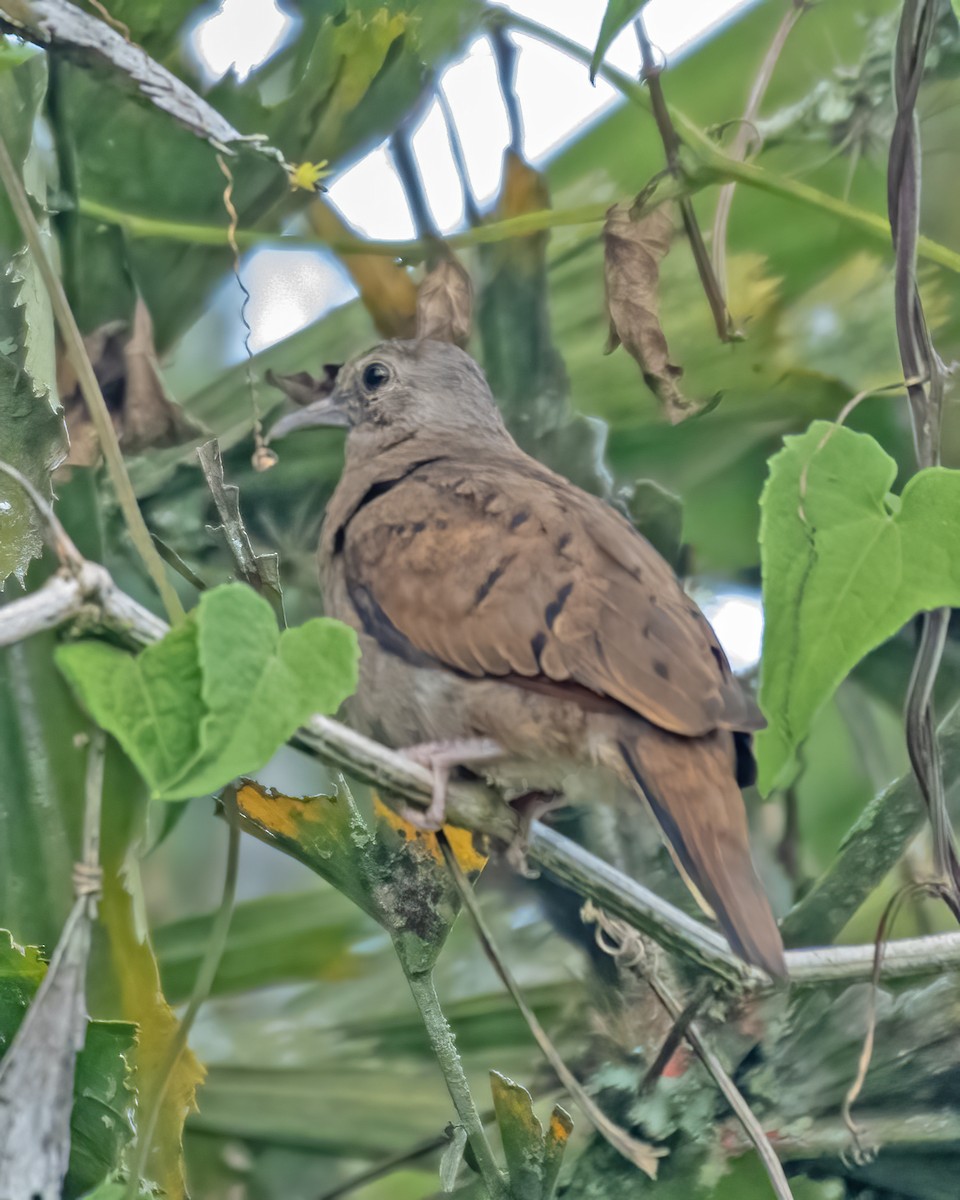 Ruddy Ground Dove - ML624152129