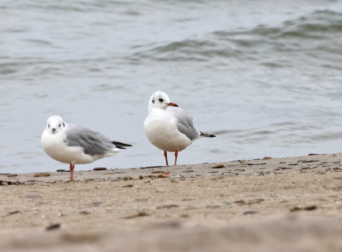 Black-headed Gull - ML624152130