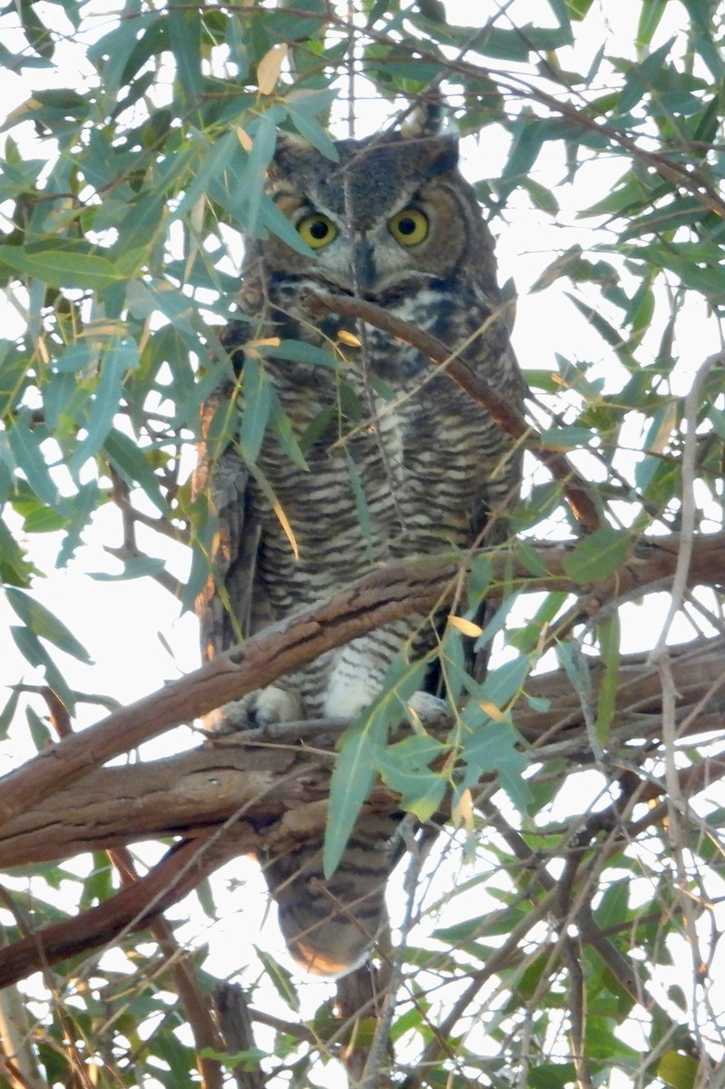 Great Horned Owl - ML624152141