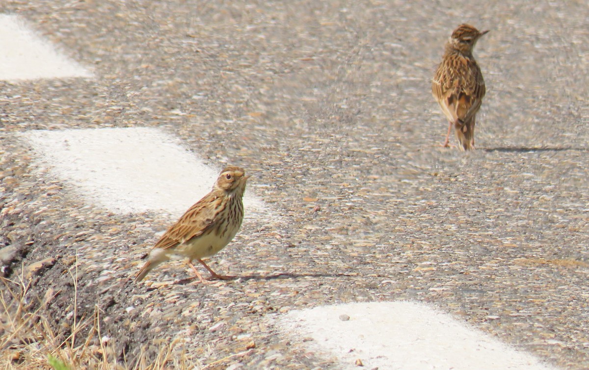 Wood Lark - Paul Hunter