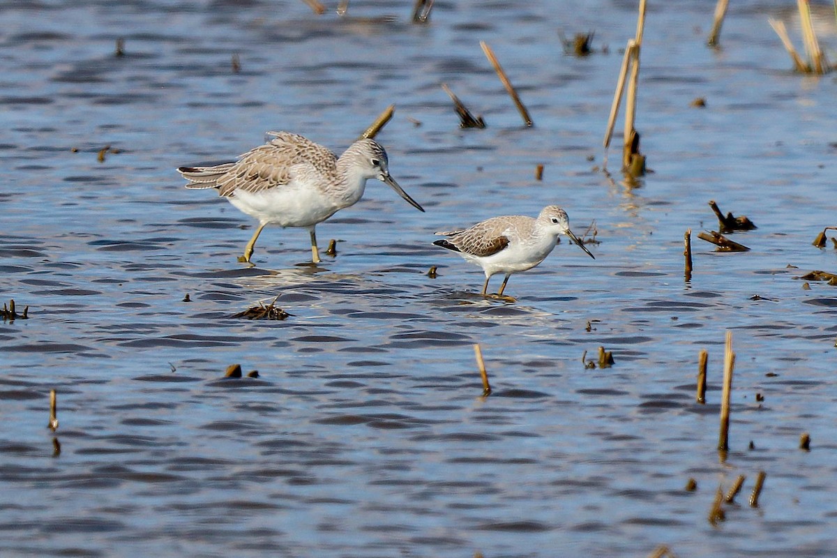 Marsh Sandpiper - ML624152151