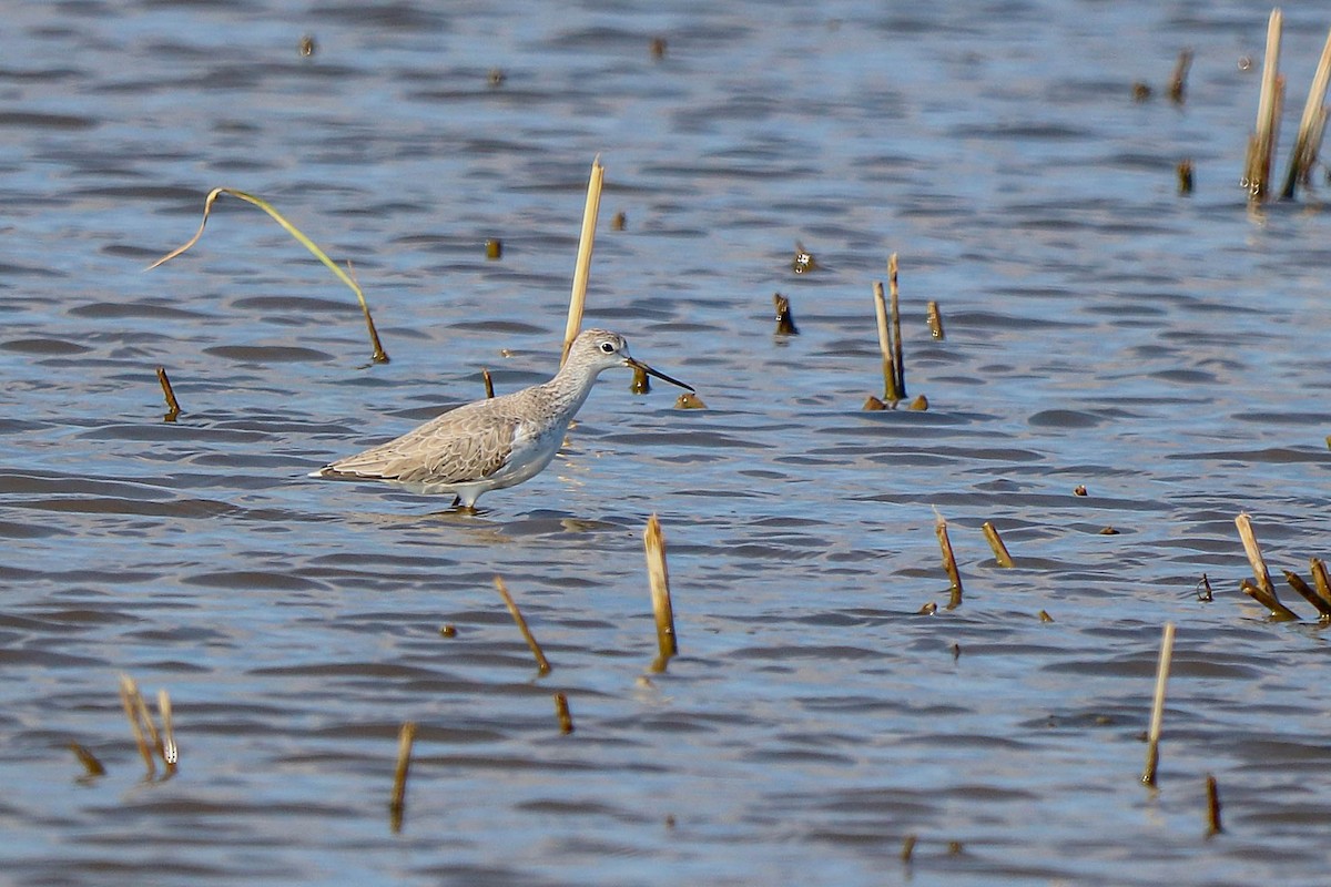 Marsh Sandpiper - ML624152152