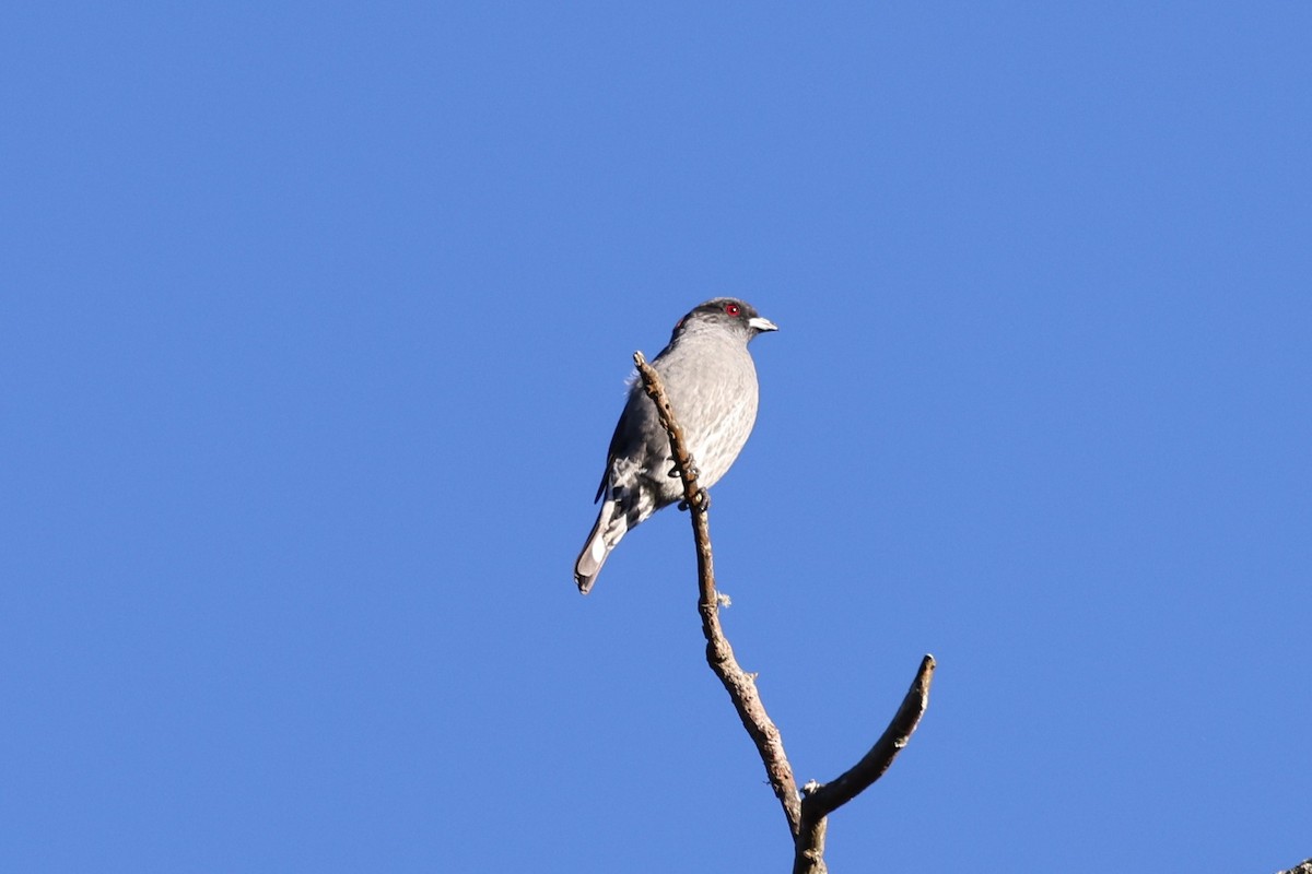 Red-crested Cotinga - ML624152210