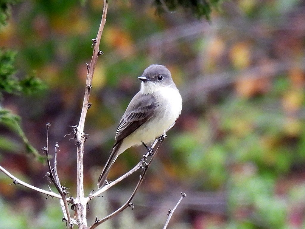 Eastern Phoebe - ML624152221