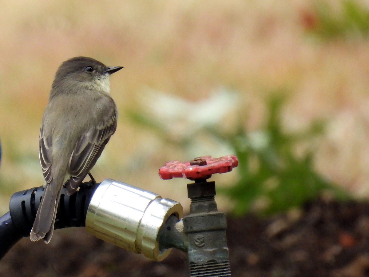 Eastern Phoebe - Douglas Cioffi