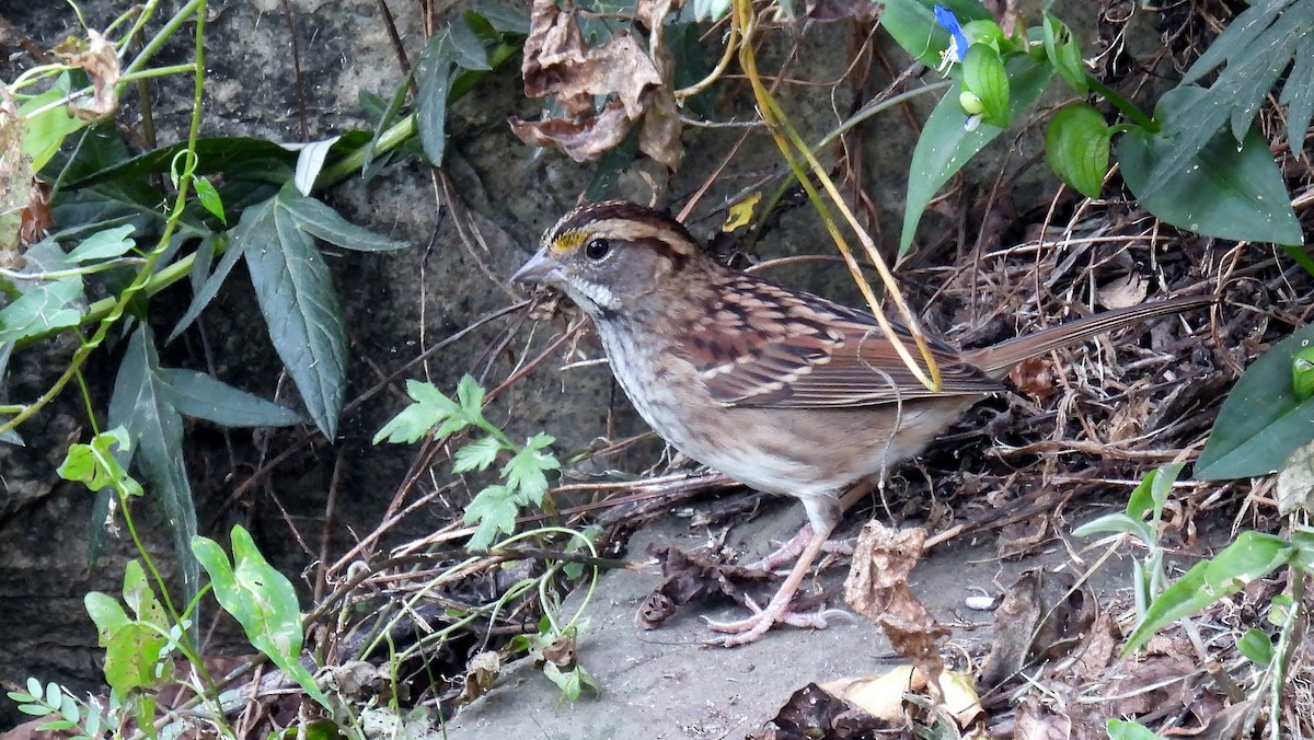 White-throated Sparrow - ML624152230