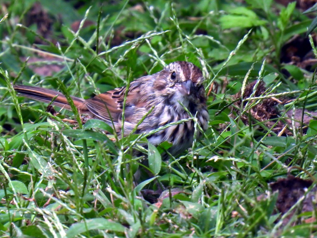 Song Sparrow - Douglas Cioffi