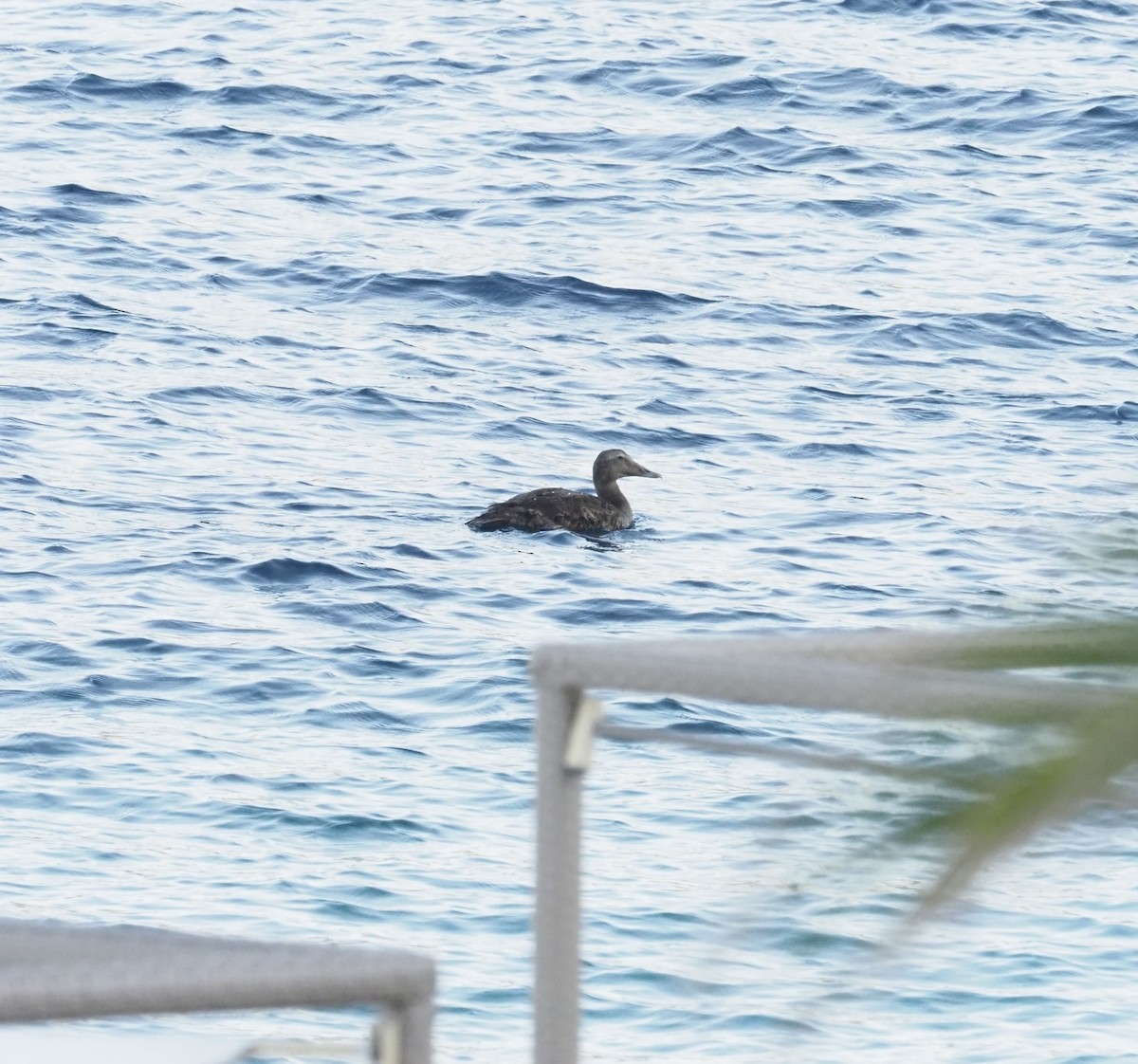 Common Eider - ML624152242