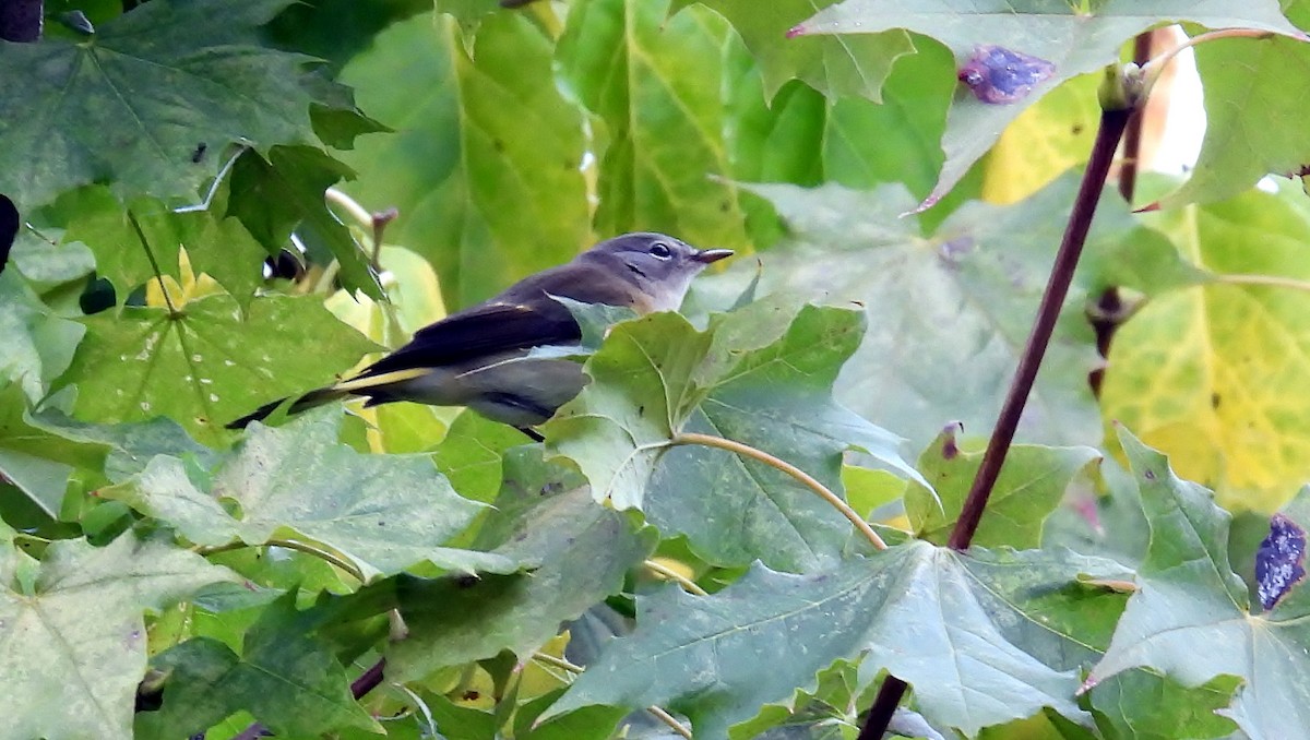 American Redstart - ML624152247