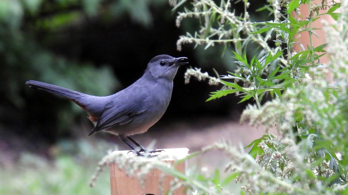 Gray Catbird - ML624152250