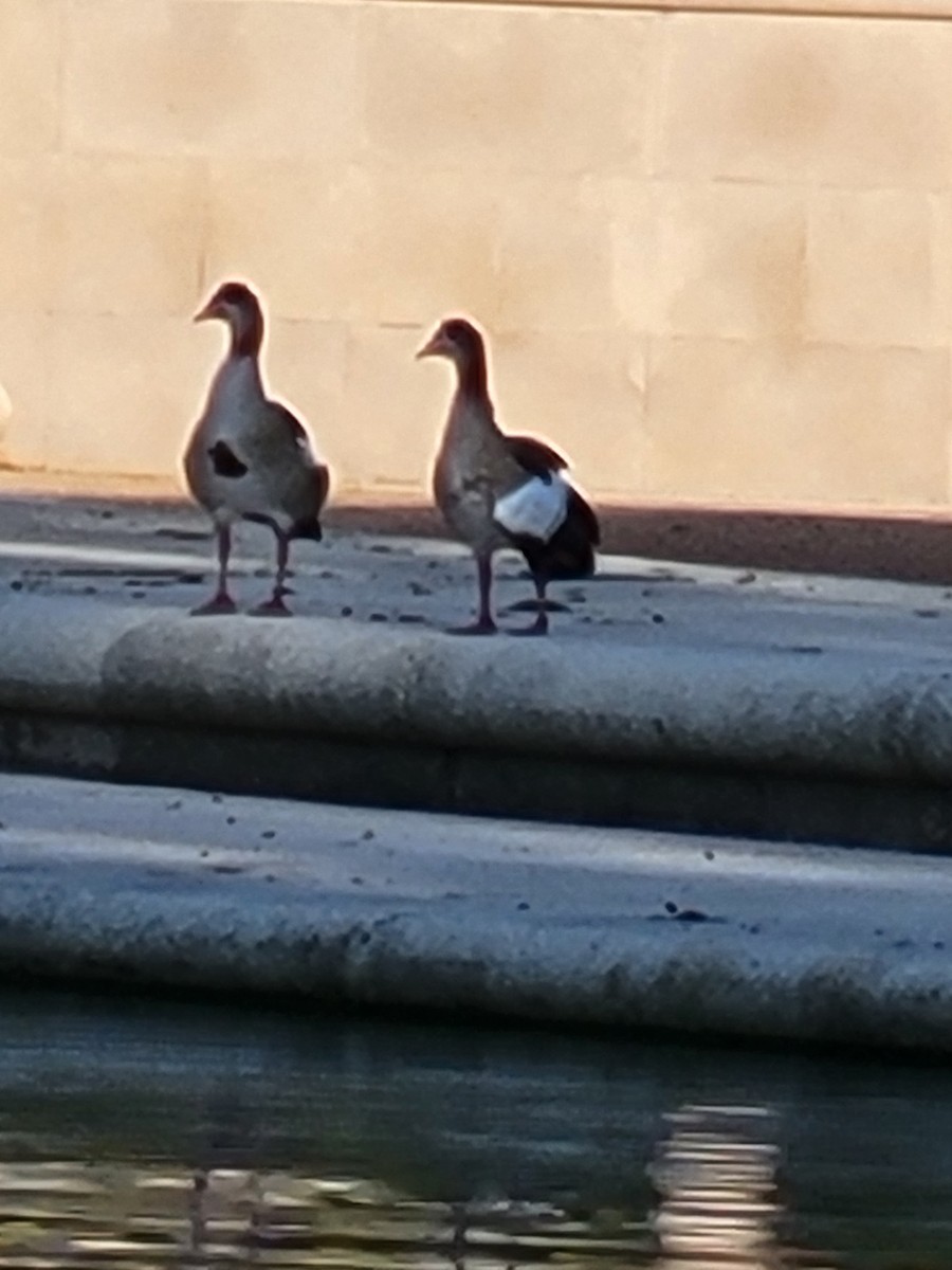 Egyptian Goose - ML624152258