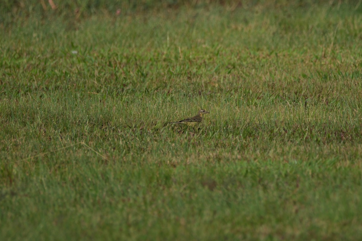 Eastern Yellow Wagtail - ML624152343