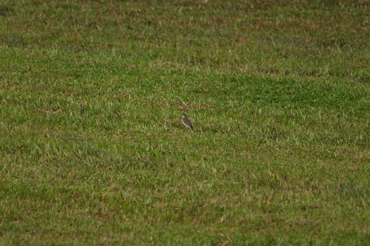 Eastern Yellow Wagtail - ML624152344