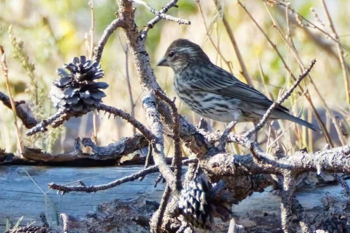 Cassin's Finch - ML624152355