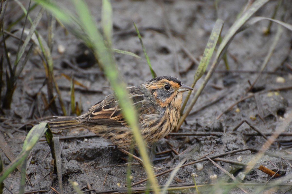 Saltmarsh Sparrow - Shane Murphy