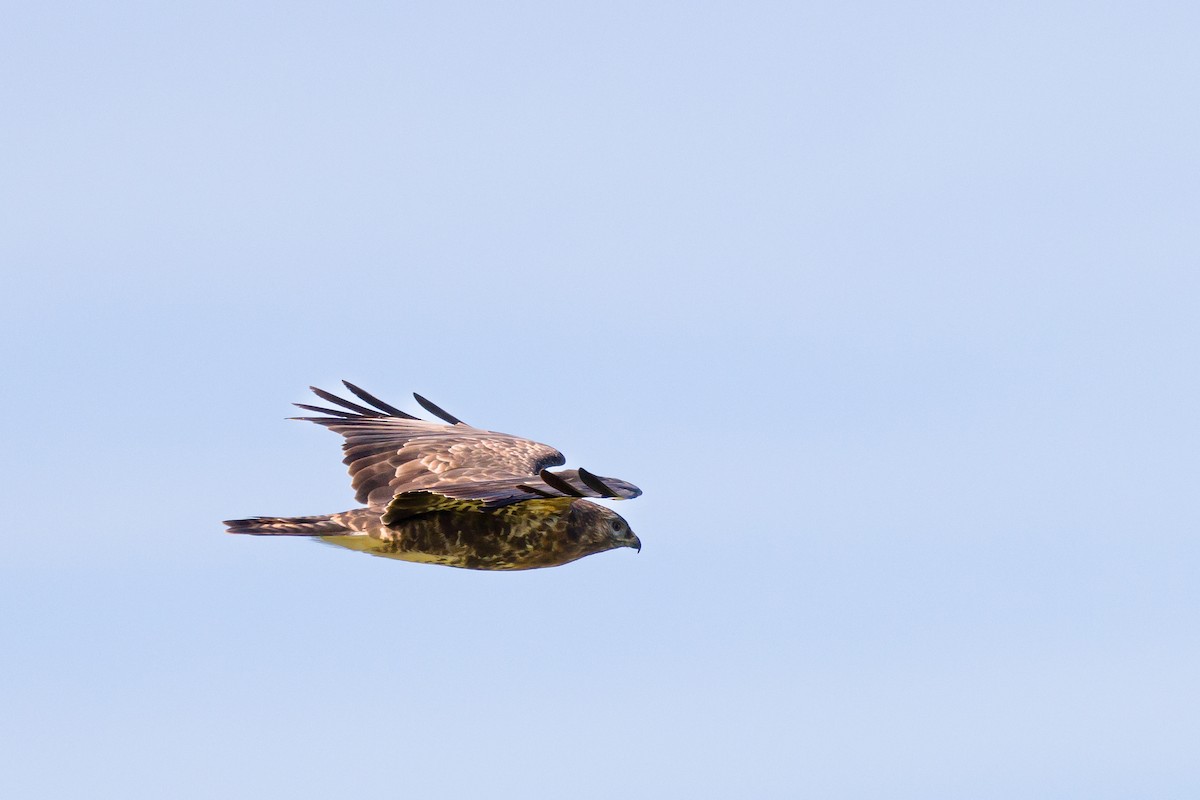 Common Buzzard - ML624152407