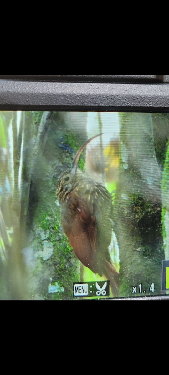 Brown-billed Scythebill - ML624152411