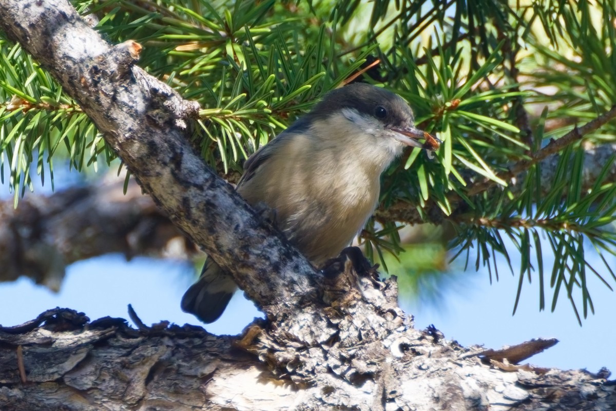 Pygmy Nuthatch - ML624152447