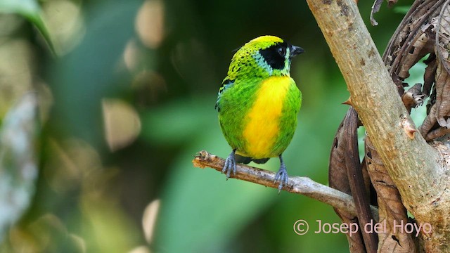 Green-and-gold Tanager - ML624152461