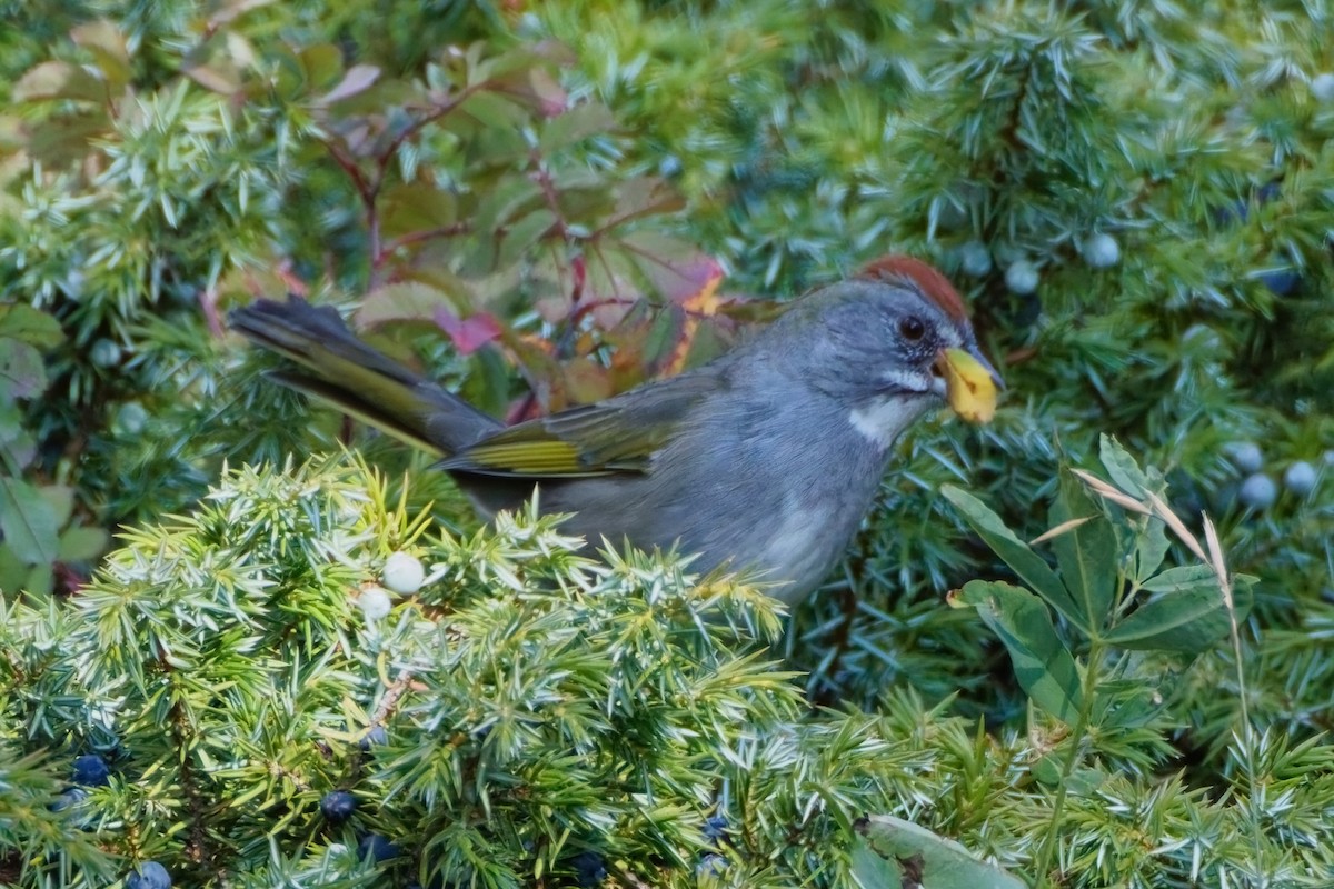 Green-tailed Towhee - ML624152495