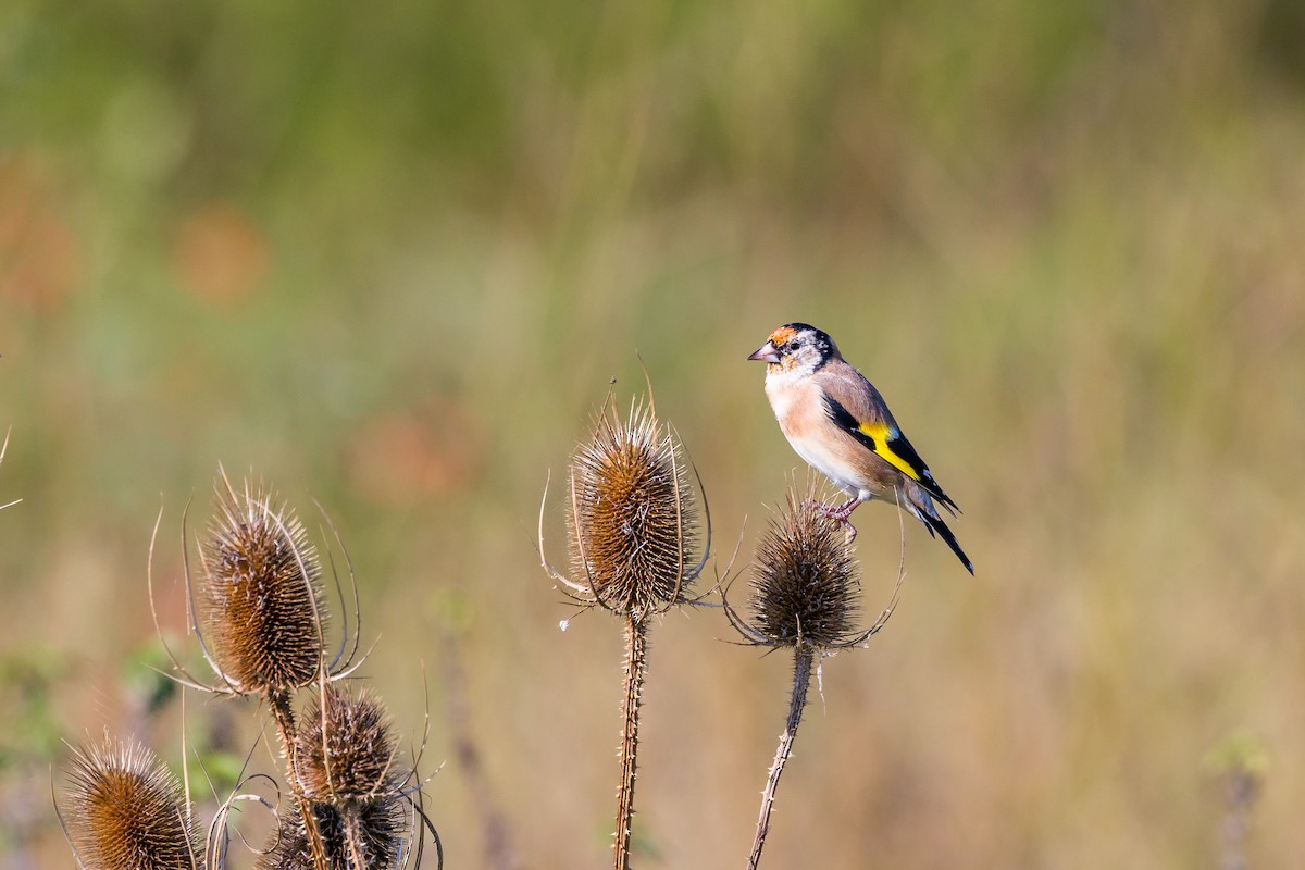 European Goldfinch - ML624152500