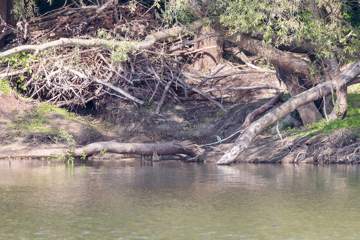 Common Kingfisher - ML624152524