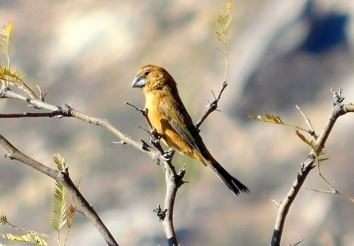 Ultramarine Grosbeak - ML624152549