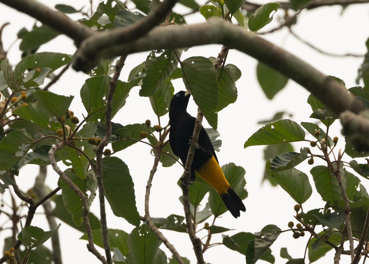 Yellow-rumped Cacique (Amazonian) - ML624152553