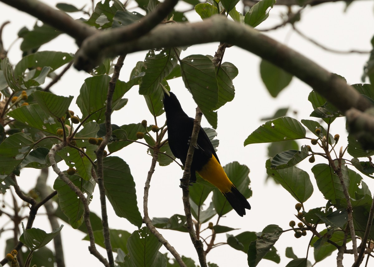 Yellow-rumped Cacique (Amazonian) - ML624152554