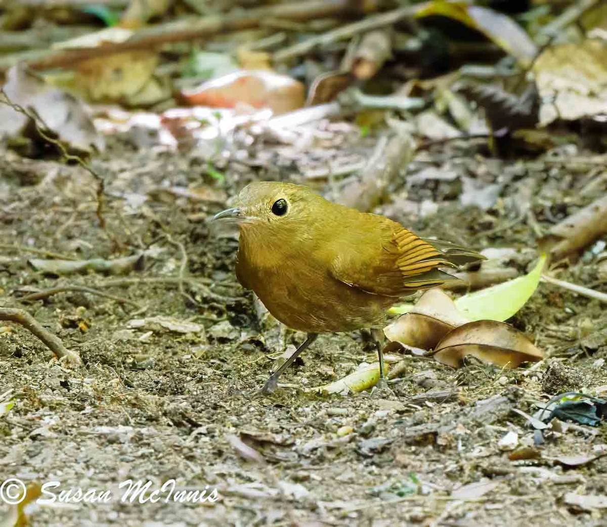 White-tailed Robin - ML624152575