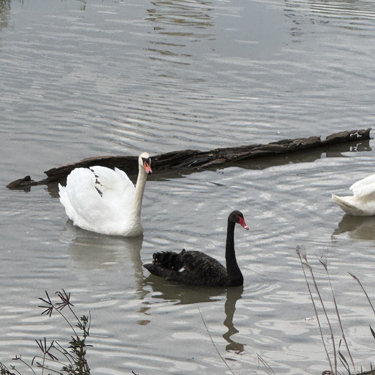 Black Swan - ML624152580